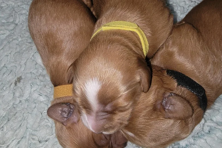 Cavapoo