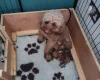 Cavapoo