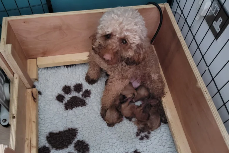 Cavapoo