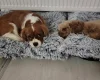 Cavapoo