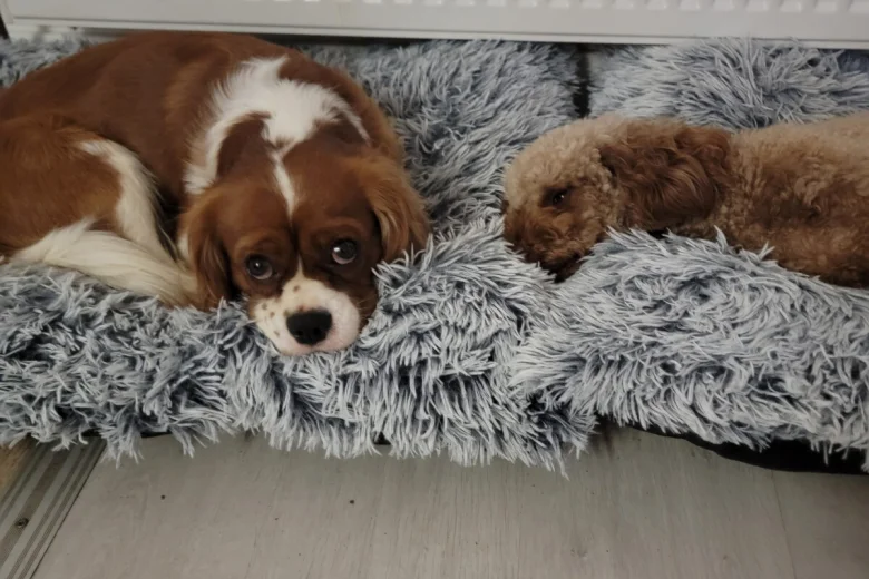 Cavapoo