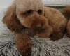 Cavapoo