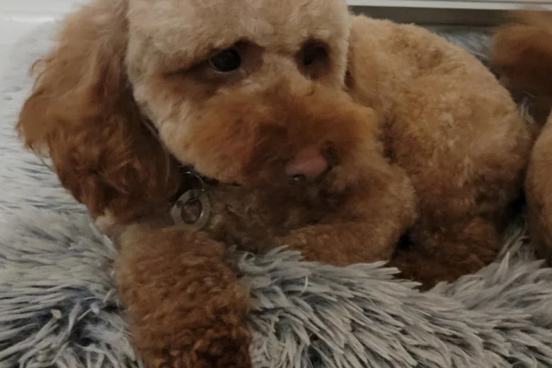 Cavapoo
