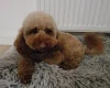 Cavapoo
