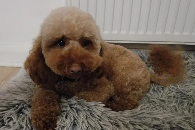 Cavapoo