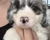 Toy Poodle