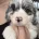 Toy Poodle