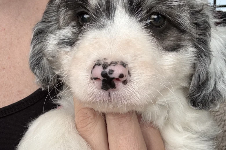 Toy Poodle