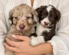 Toy Poodle