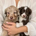Toy Poodle