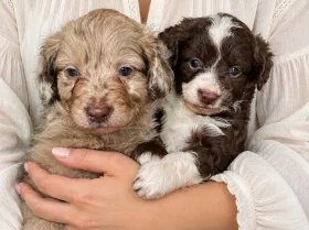 Toy Poodle