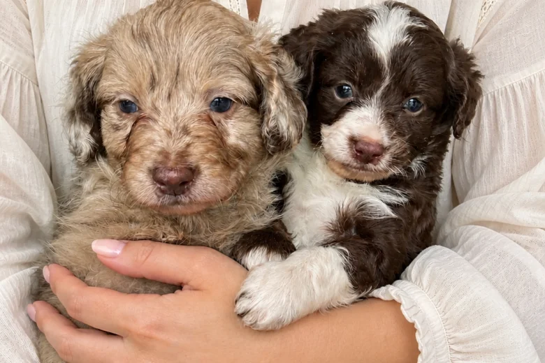 Toy Poodle