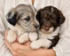 Toy Poodle