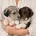 Toy Poodle