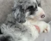 Toy Poodle
