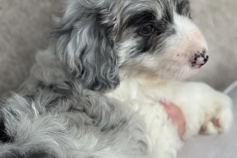Toy Poodle