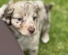 Toy Poodle
