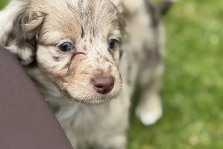 Toy Poodle