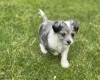 Toy Poodle