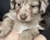 Toy Poodle
