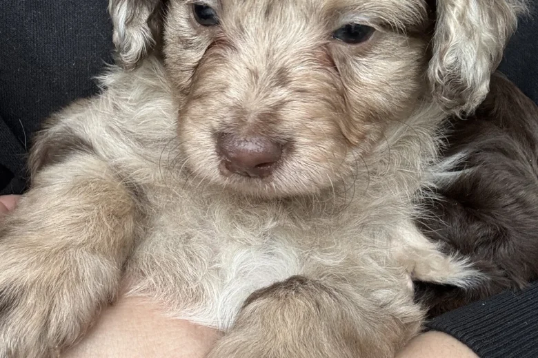 Toy Poodle