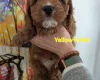 Cavapoo