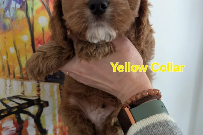 Cavapoo