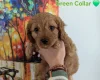 Cavapoo