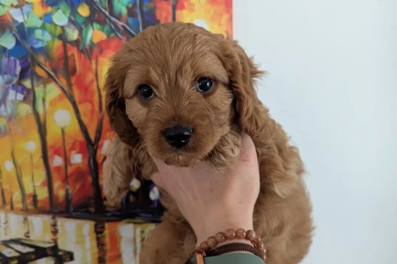 Cavapoo
