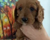 Cavapoo