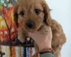 Cavapoo