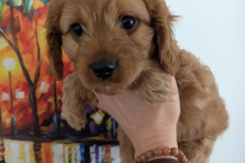 Cavapoo