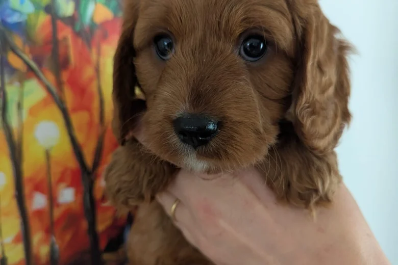 Cavapoo
