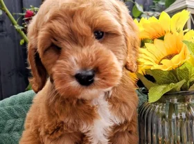 Cavapoo