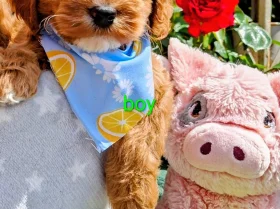 Cavapoo