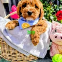 Cavapoo