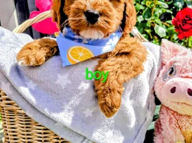Cavapoo