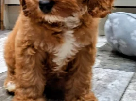 Cavapoo