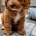 Cavapoo