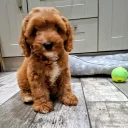 Cavapoo