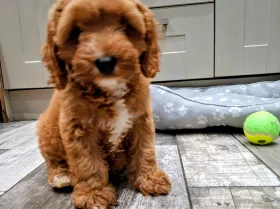 Cavapoo