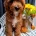 Cavapoo