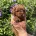 Cavapoo