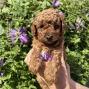Cavapoo