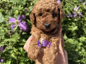 Cavapoo