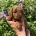 Cavapoo