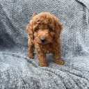 Cavapoo