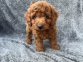 Cavapoo