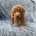 Cavapoo