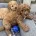 Cavapoo